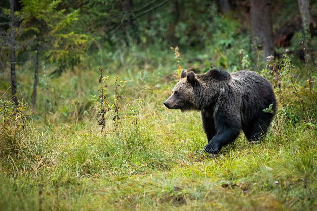 Фото взято с сайта https://ru.freepik.com/premium-photo/brown-bear-standing-on-the-clearing-in-the-middle-of-the-forest_9885434.htm