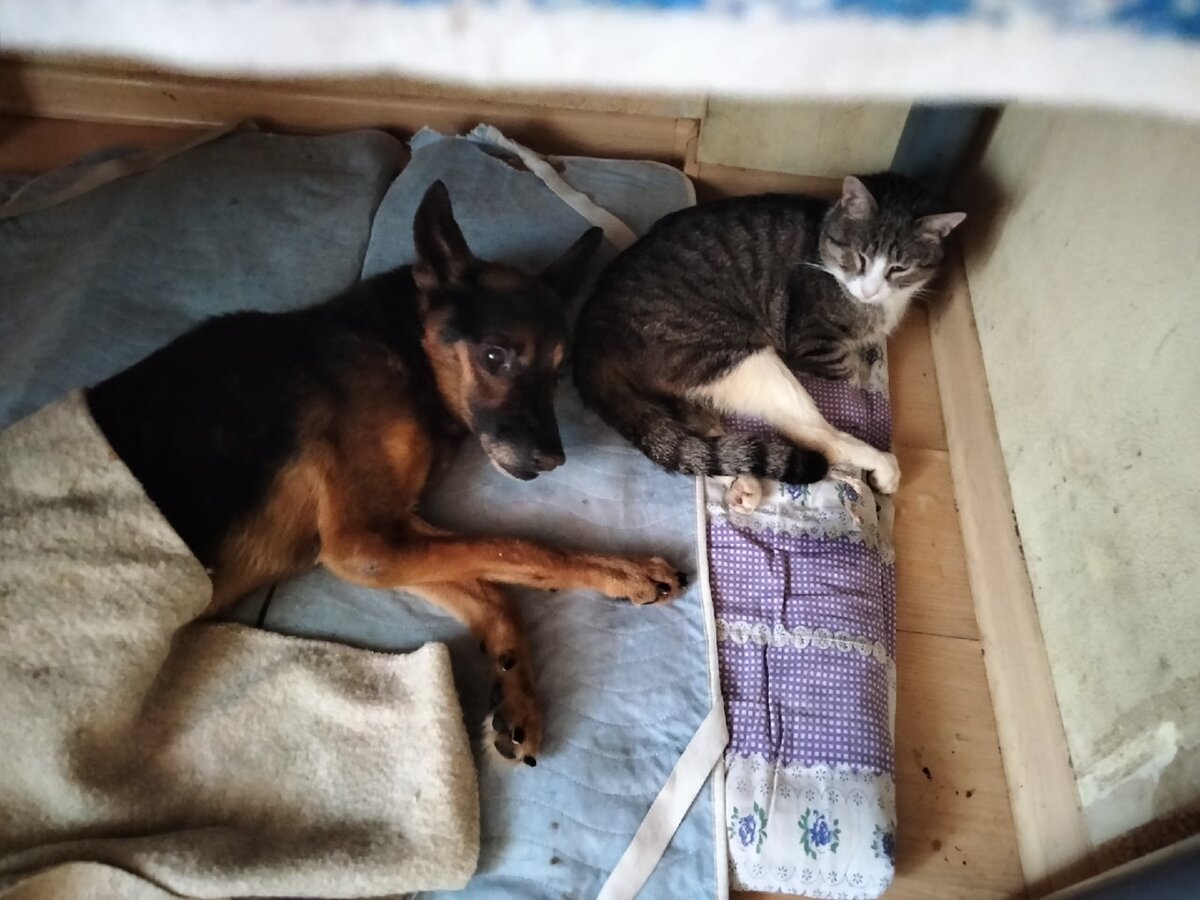 Приют 4 лапы березовский. Кися едет на кастрацию украина. Приют для животных в южноуральске. Мими кися приют донецк. Волонтеры четыре лапы.