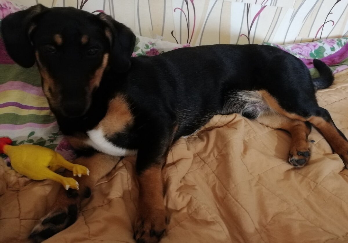 Уютненько, игрушек много...Буду вести себя хорошо, чтобы оставили меня  навсегда