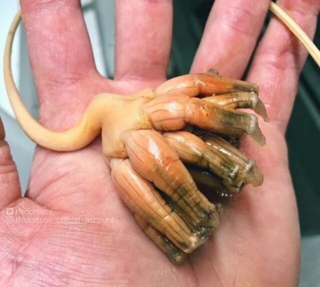 фото взято из открытого источника