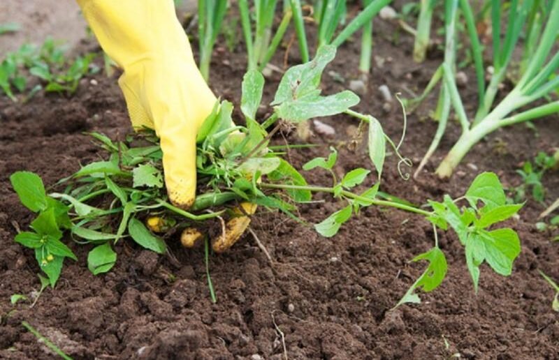 Ручная прополка грядок от сорняков. Ссылка на фото https://bitly.su/unuI.