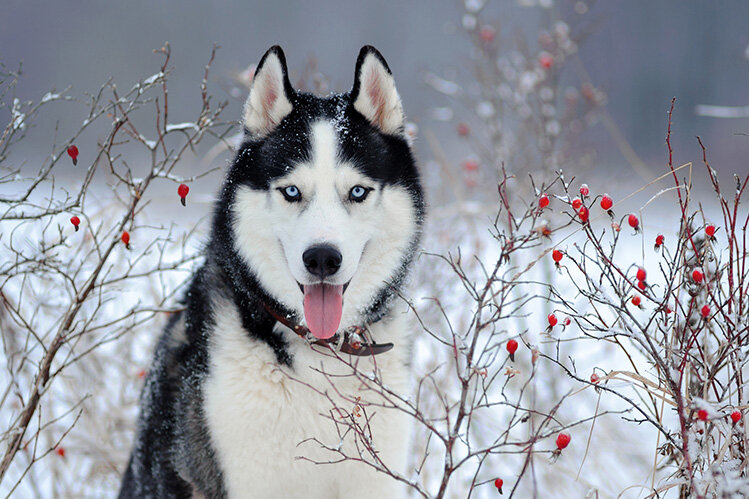 Открыть изображение в: istockphoto.com; Автор: format35;  Источник: Getty Images/iStockphoto; Авторские права: format35