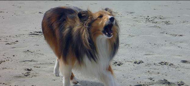 Шелти - отъявленные лаяки, но есть способы обуздать это поведение.