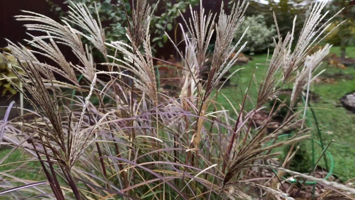 Miscanthus sinensis Red Chief