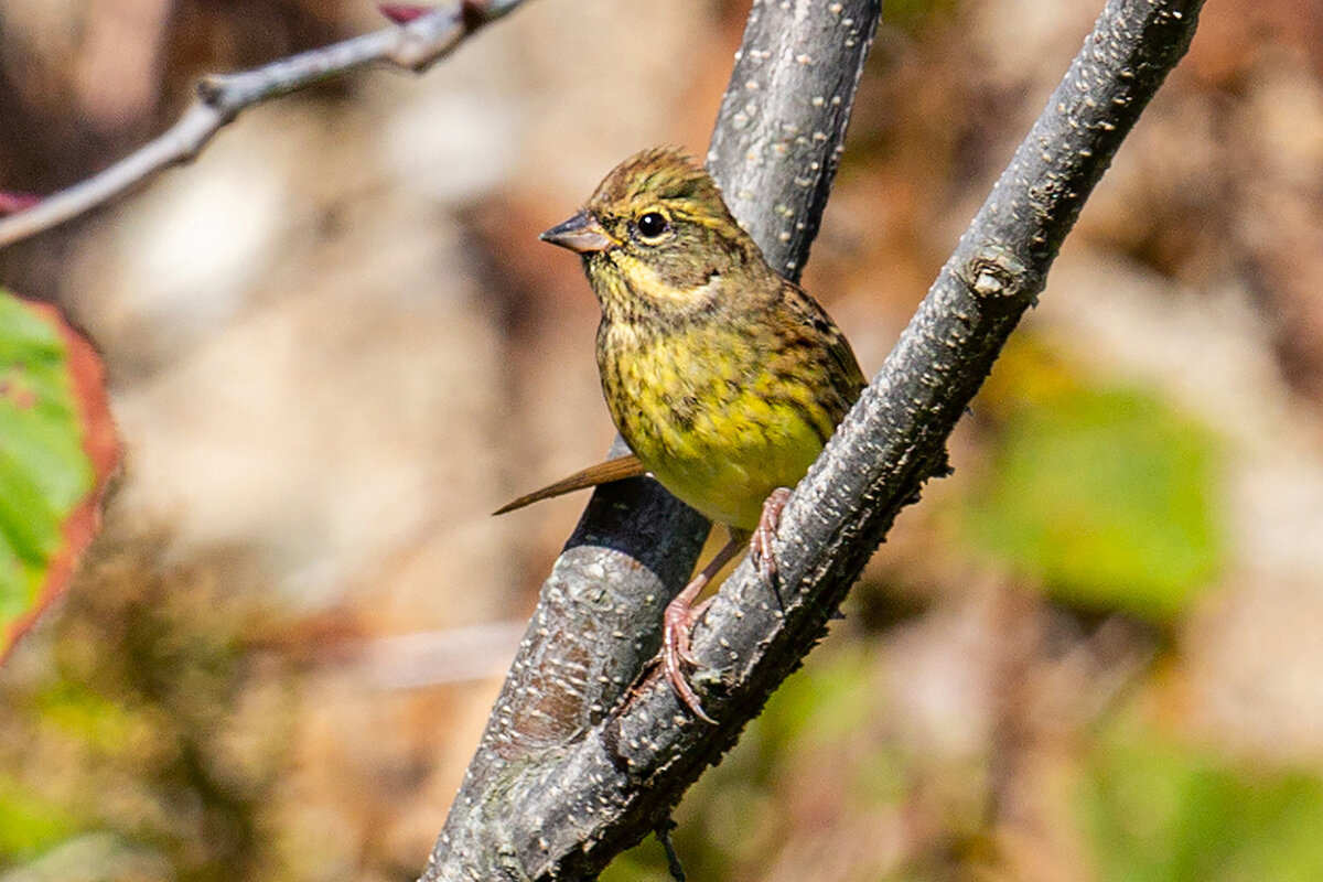 Желтобровый. Ocyris personatus.