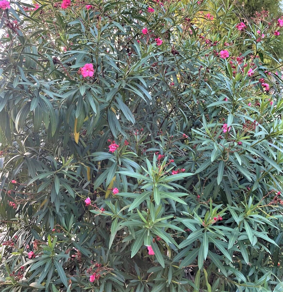 Работа Татьяны Федуловой.