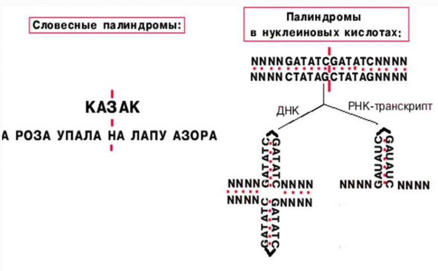 Вы точно человек?