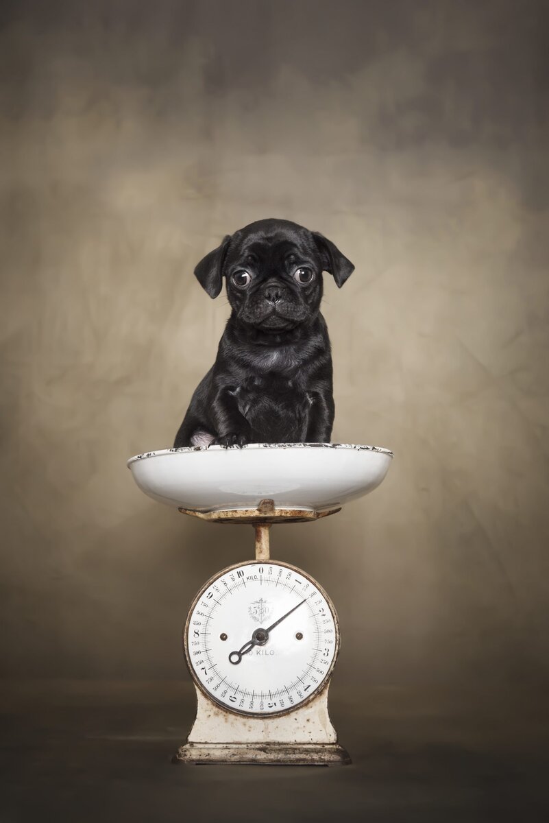 Фото: Franca Lombardo, dogphotographyawards.com