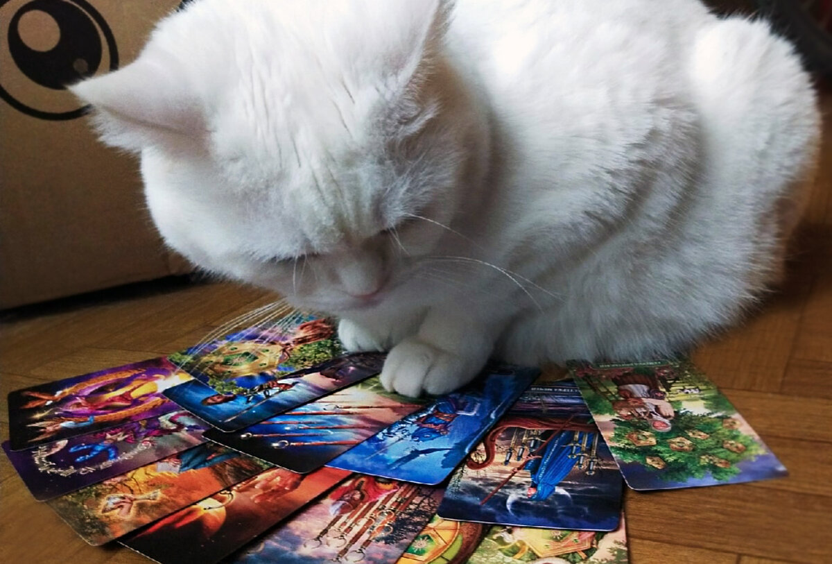 Белый кот и Королевское Таро. Фото автора