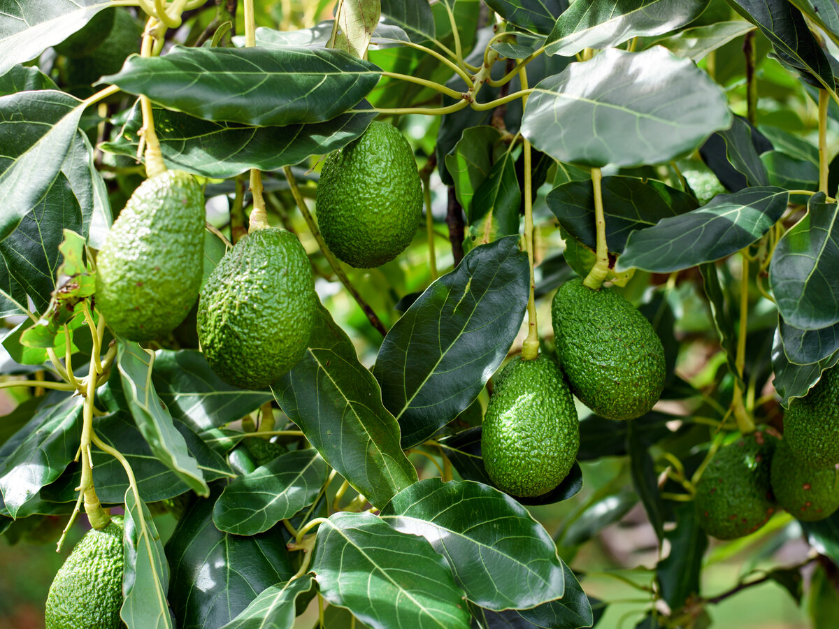 Arbol del aguacate