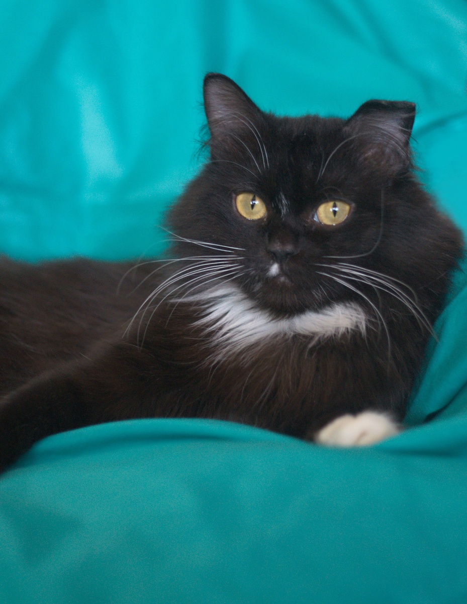 Тот самый кот-мечта