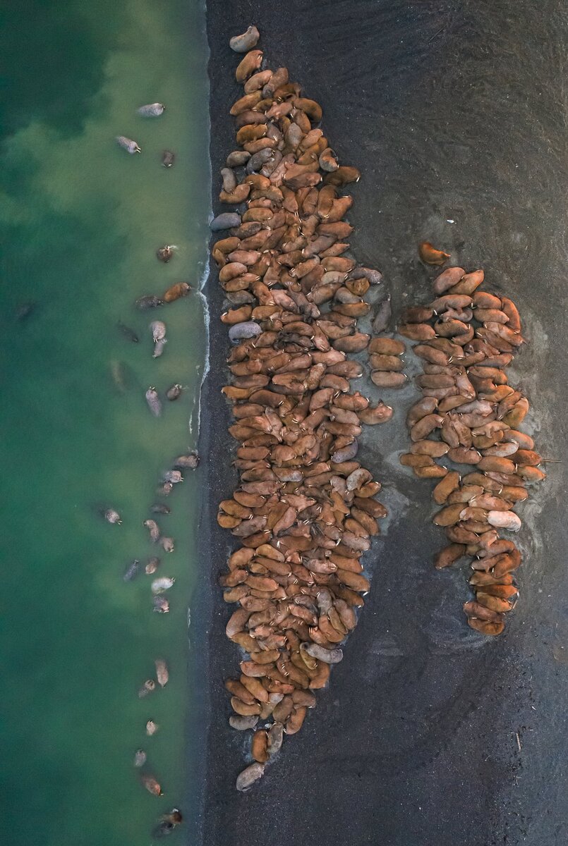 Фото: Дмитрий Кох, nat-geo.ru