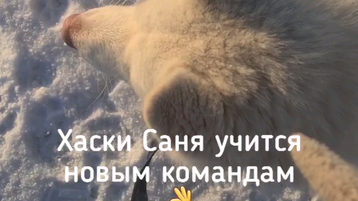Хаски саня бросил. Хаски саня бросил