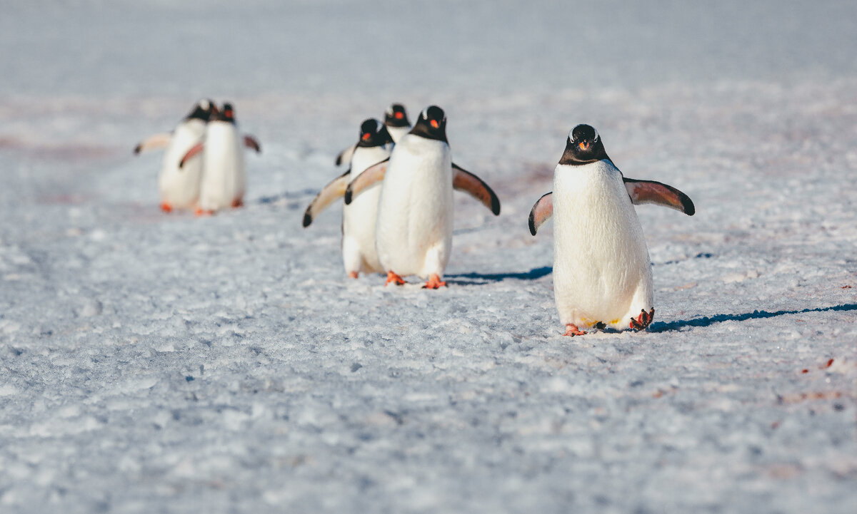 Christmas in Antarctica