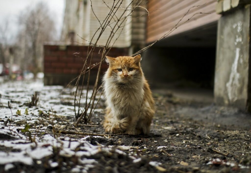 фото взято из открытого доступа