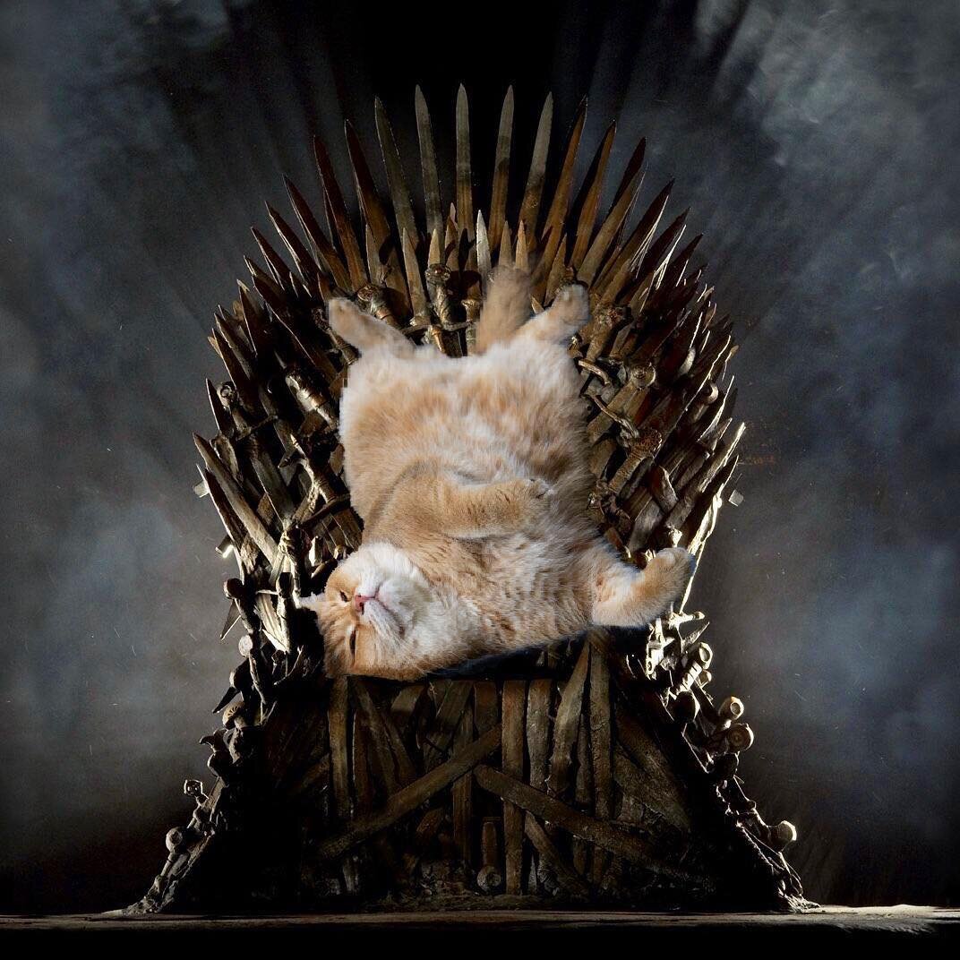 Трон игры престолов для кота
