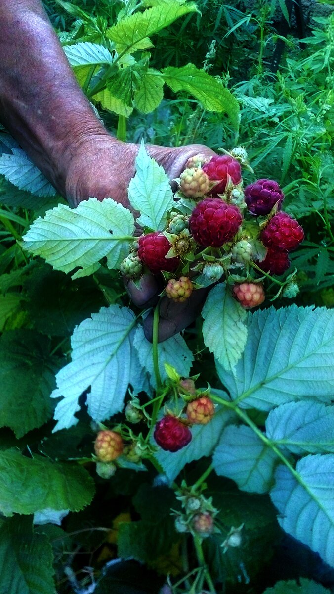 Первая, вторая, третья кисти как видите полностью сбалансированы