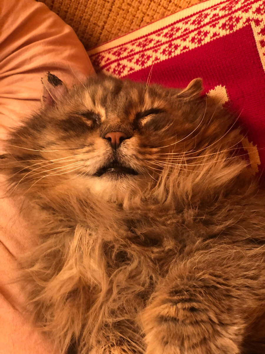 А тут уже Филя спит без задних лап, сладко похрапывая. 