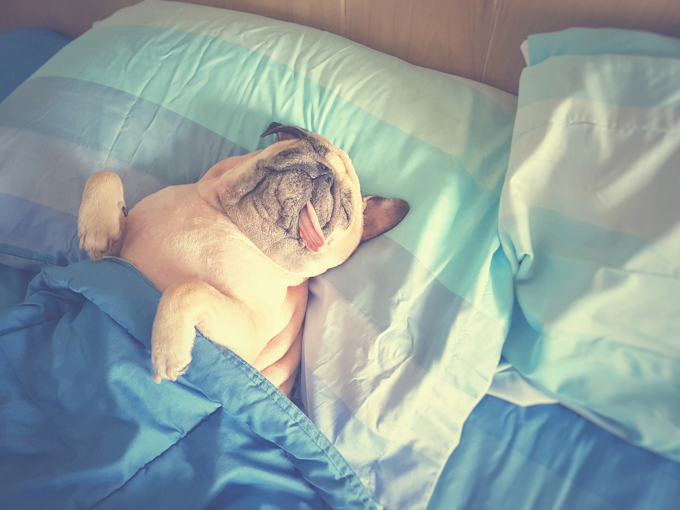Зверь в постели. Мопс в постели. Собака в постели. Животные в кровати. Мопс на кровати.