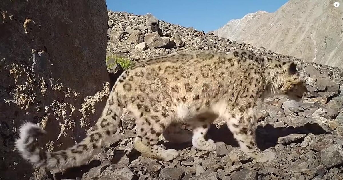 Кадр из фильма "Экспедиция по следам снежного барса". Герой фильма Хоргай