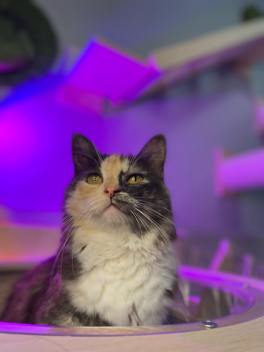 Котик из FrrFrrHouse