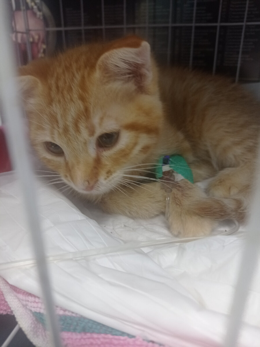 Злат ...на носике и языке еще есть язвочки