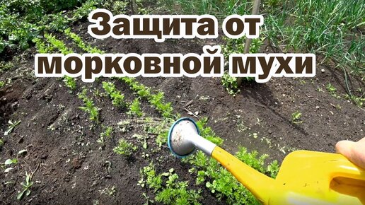 Download Video: Морковная муха больше не прилетит