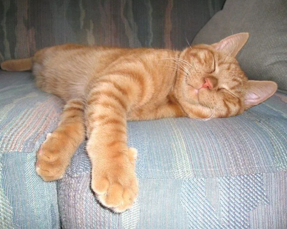 Рыжий кот на диване. Спящий рыжий кот. Рыжий кот дремлет.