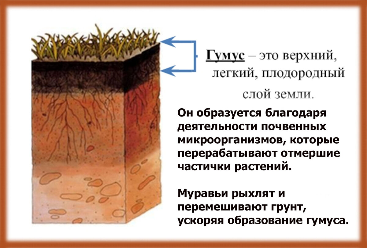 С чего начать производство гумуса как бизнес – анализ рынка и пошаговый план открытия