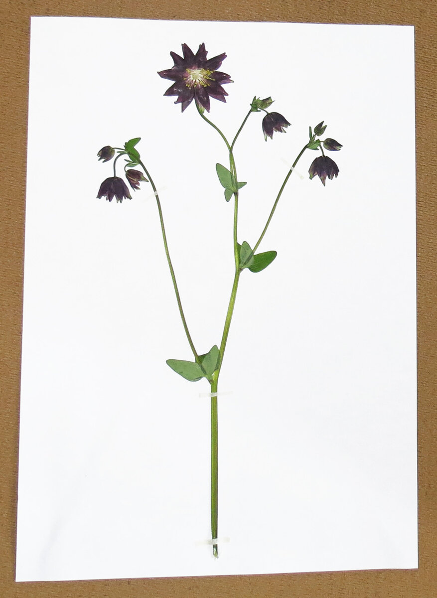 Аквилегия, безшпорцевый тёмно-бордовый сорт 100руб./ветка с одним раскрытым цветком и бутонами