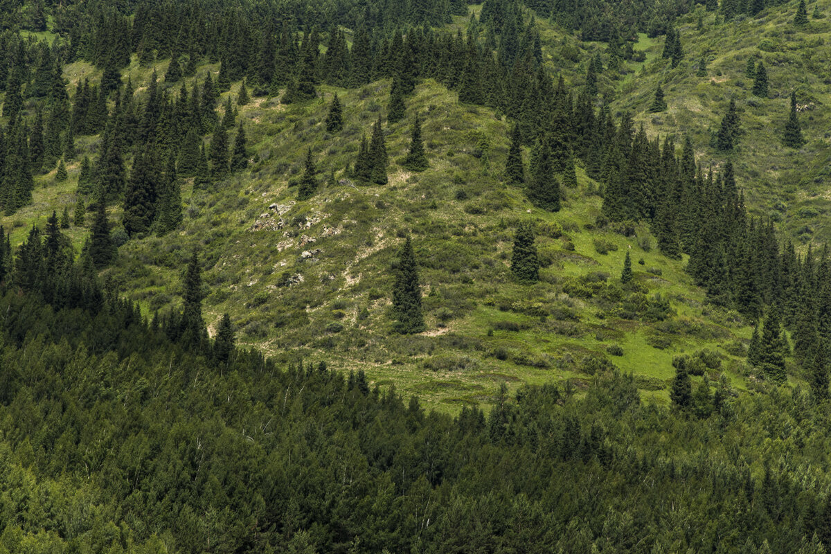 На горе.  Григорьевское ущелье. Киргизия. Фото: Корчагина Татьяна 
