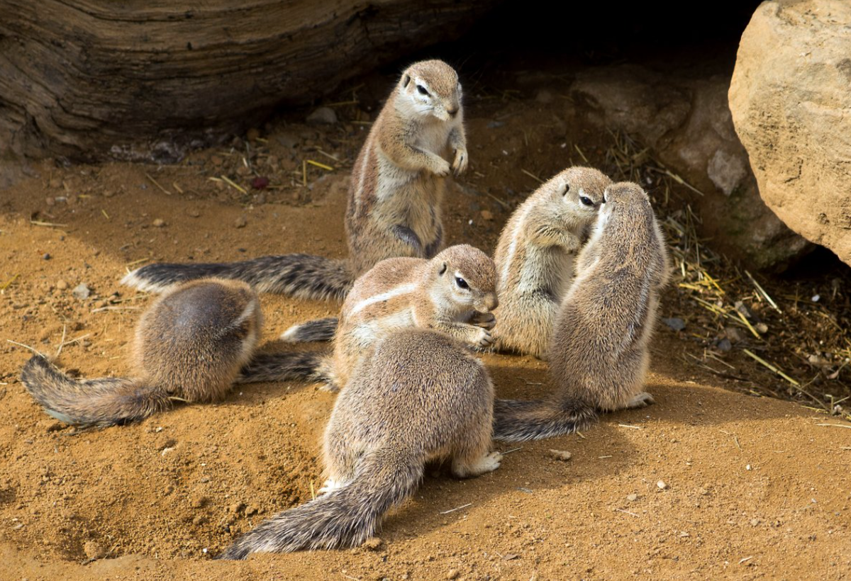 В этом мире не выжить поодиночке. Фото: libreshot.com