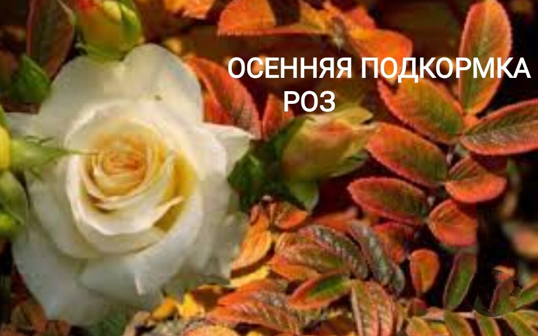  Ваши розочки в этом году постарались и вовсю цвели? – Отблагодарите их за это и помогите набраться сил.  Как это сделать, мы сейчас расскажем.