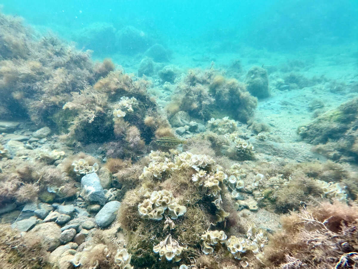 глубоководное дно черного моря