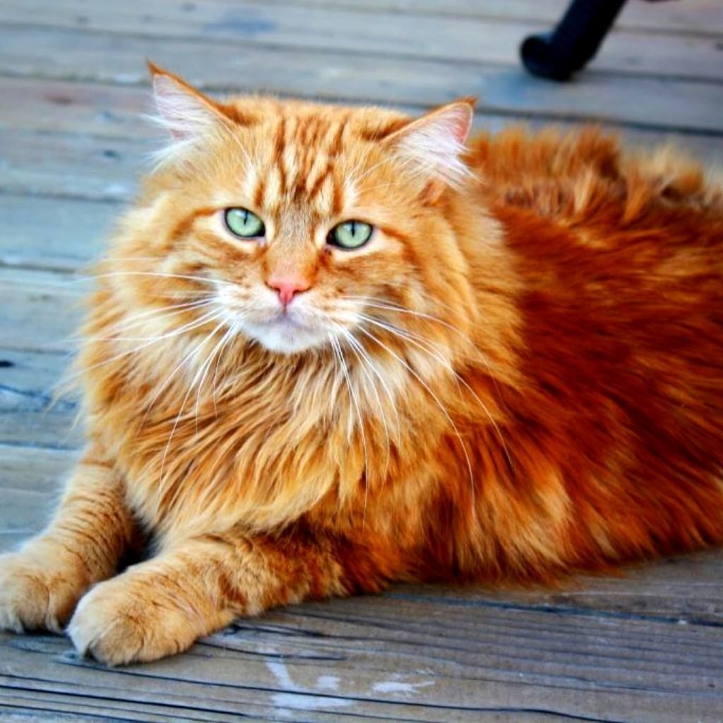 Порода кошек с рыжей шерстью. Рыжий длинношерстный Сибирский кот. Сибирский Мейн кун рыжий. Сибирская кошка рыжая длинношерстная. Норвежская Лесная кошка рыжая.