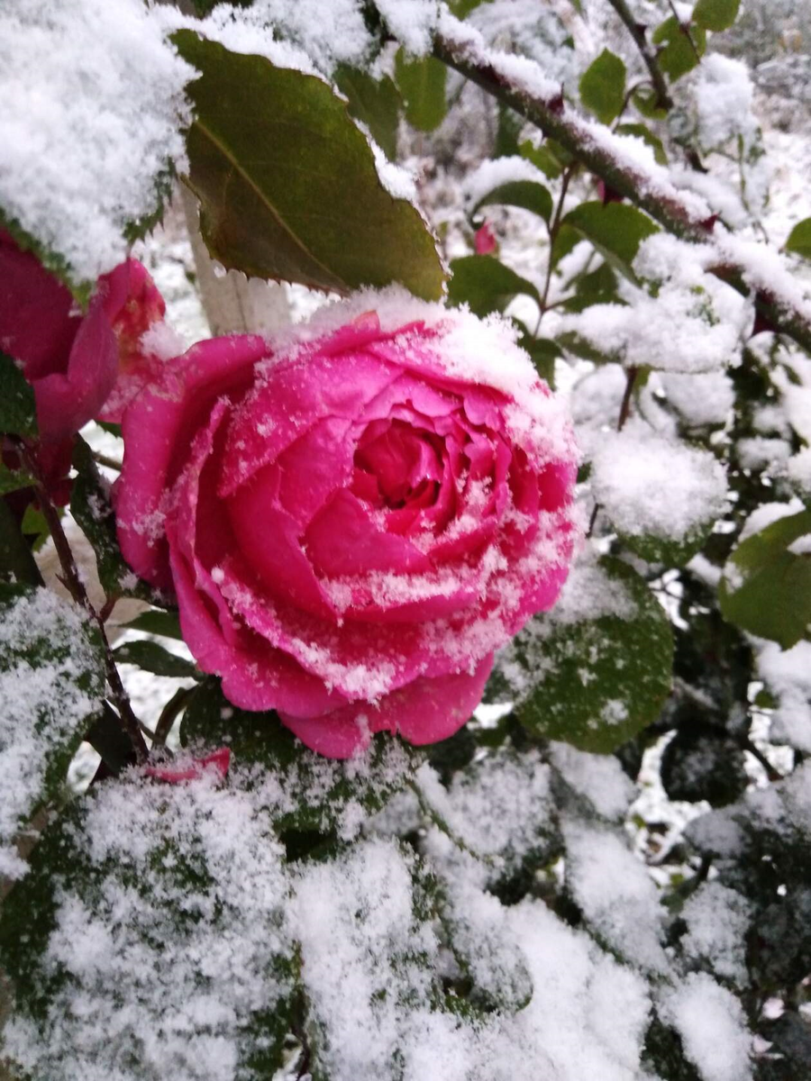 роза в снегу