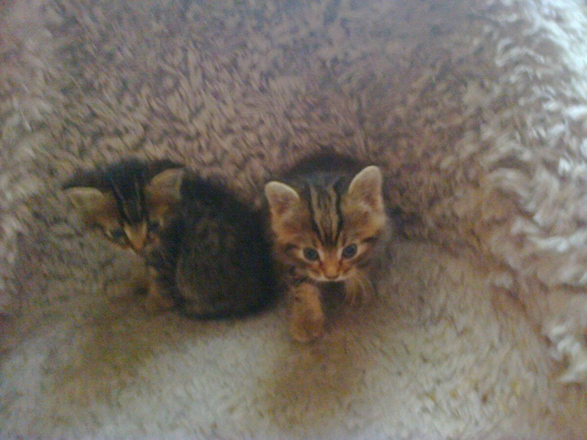 малыши из парка