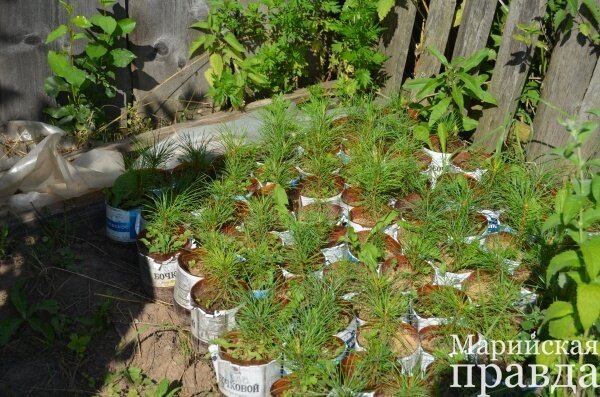 Кедровая роща примостилась пока в уголке огорода