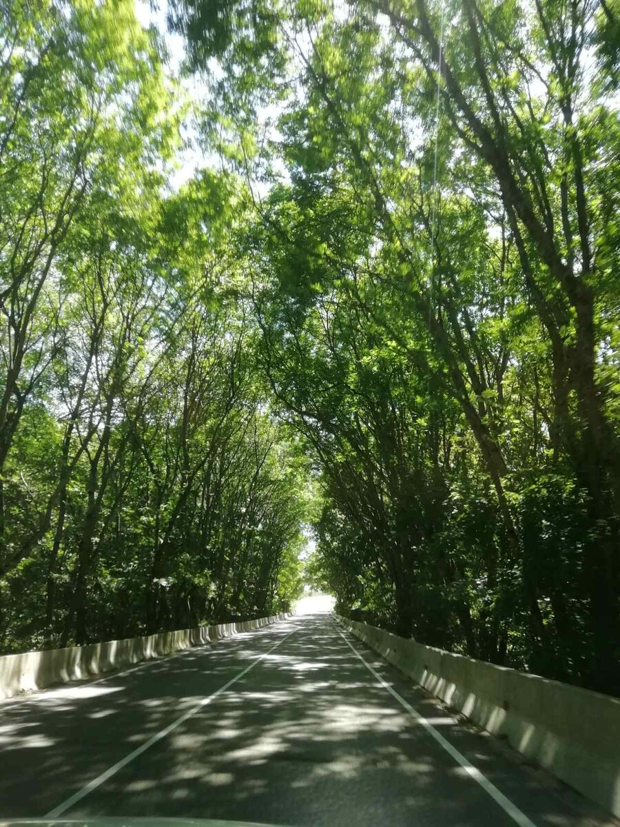 зеленый коридор, едем в горы