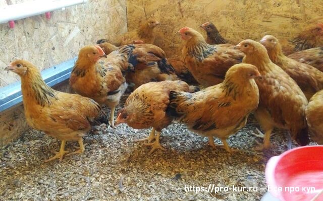 Как и чем кормить цыплят Кучинской юбилейной породы | Курочка | Дзен