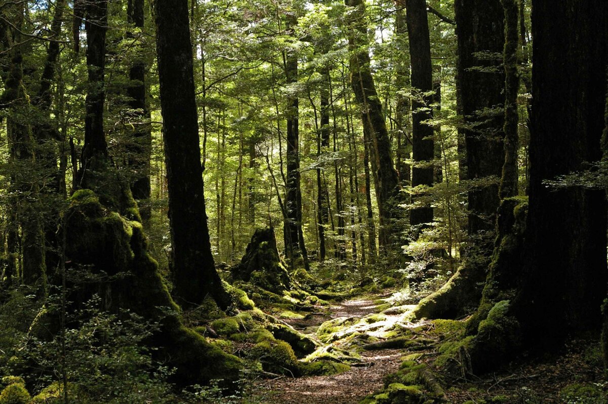 Лес в Новой Зеландии, где проходили съемки сериала