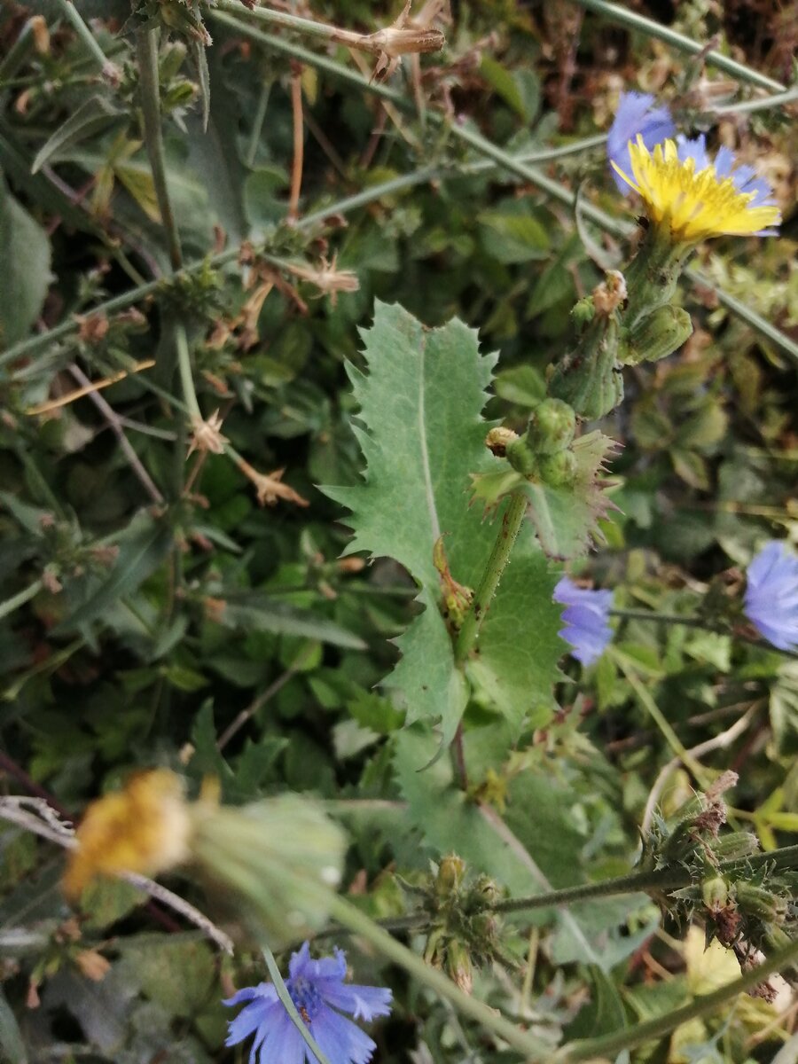 Осот шершавый. Фото автора.