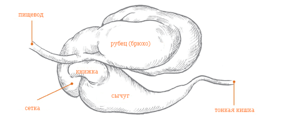 сычуг