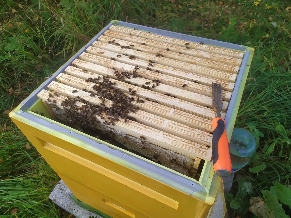 Целый корпус с мёдом. Рамки тяжеленные!