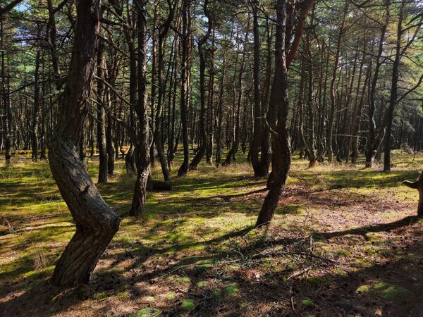 Танцующий лес