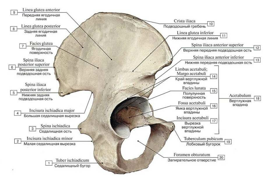 Posterior перевод с латинского. Стенки вертлужной впадины анатомия. Тазовая кость вертлужная впадина. Тазовая кость правая вид с латеральной стороны. Тазовая кость вид с латеральной стороны.