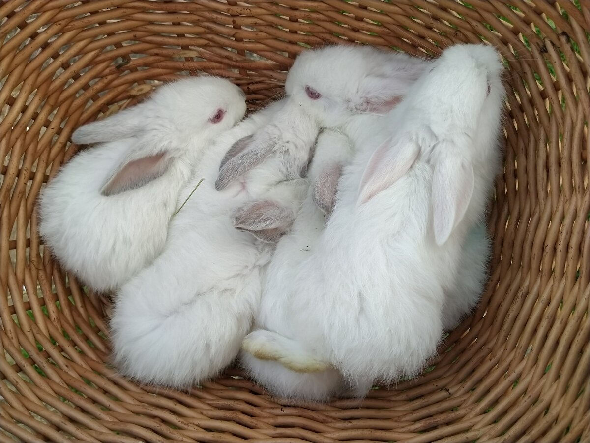 Фото-подборка кроликов, от которой вам станет теплее Cute baby animals, Cute ani