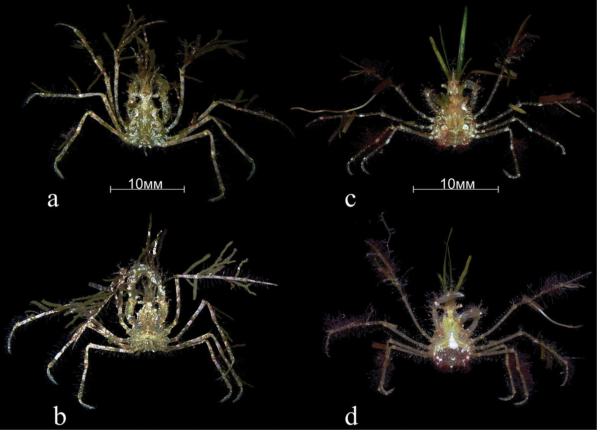 Ученые изучили и описали обитающего в Черном море загадочного краба-паука |  Дикий Юг - природа Юга России | Дзен