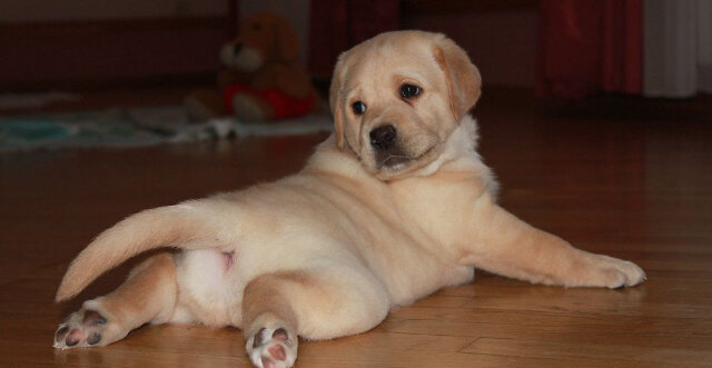 Фото из интернета. Автор истории не приложил фото в своём комментарии под моей записью.