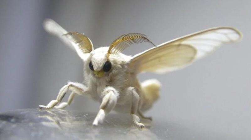 сам шелкопряд 